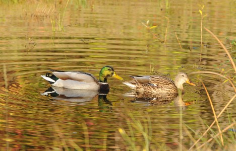 Mallards near the Almira parking lot